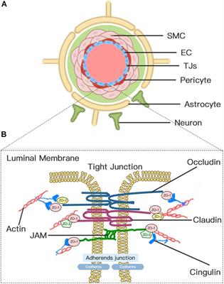 Cerebral Edema Formation After Stroke: Emphasis on Blood–Brain Barrier and the Lymphatic Drainage System of the Brain